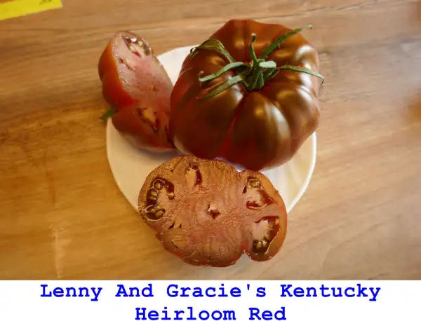 Tomaten: Lenny And Gracie’s Kentucky Heirloom Red