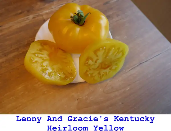 Tomaten: Lenny And Gracie’s Kentucky Heirloom Yellow