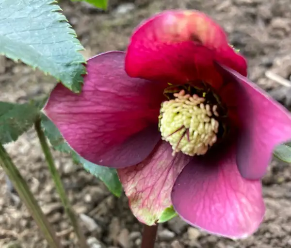 Blumen: Lenzrosen burgunderrot