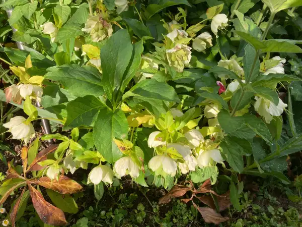 Blumen: Lenzrosen cremeweiß