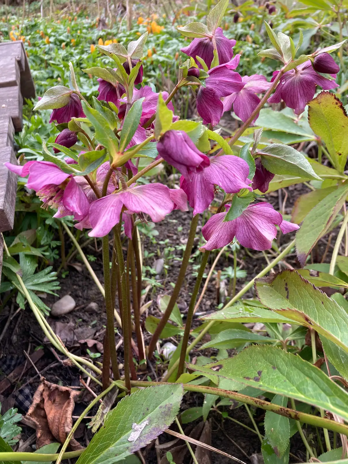 Blumen: Lenzrosen rosa