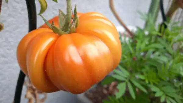 Tomaten: Leo Minusinsky