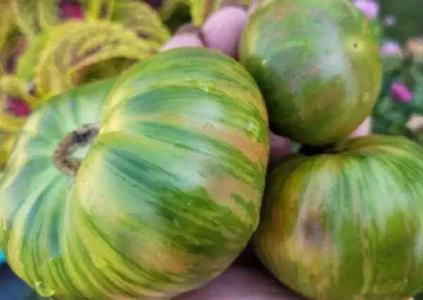 Tomaten: Leprechaun Edgar