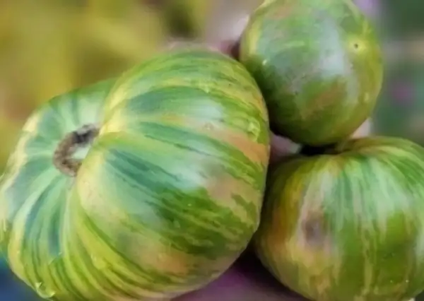 Tomaten: Leprechaun Edgar