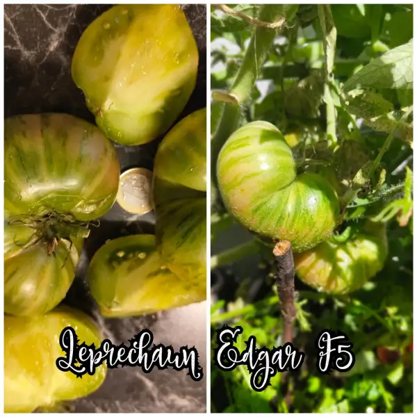 Tomaten: Leprechaun Edgar F5