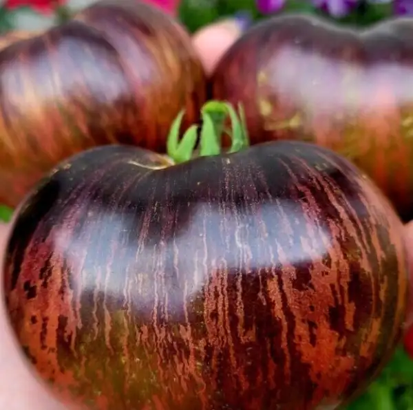 Tomaten: Leprechaun Gosha