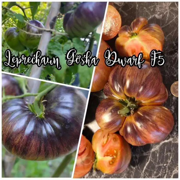 Tomaten: Leprechaun Gosha Dwarf F5