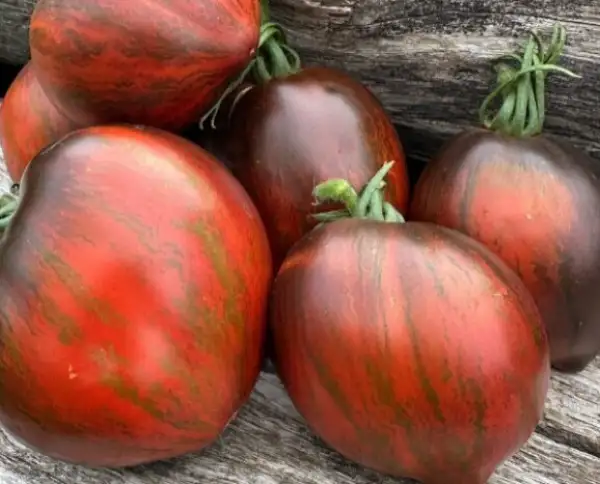 Tomaten: Leprechaun Sasha