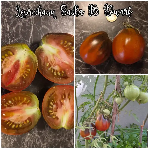 Tomaten: Leprechaun Sasha F5 Dwarf