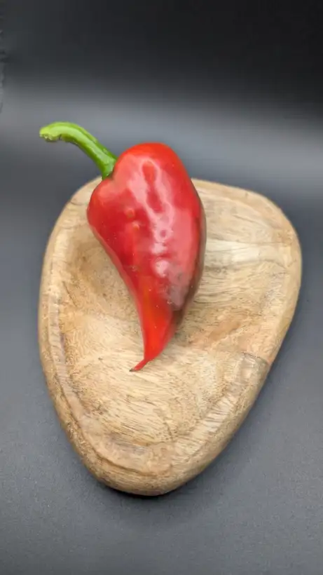 Chili / Paprika: Lesya