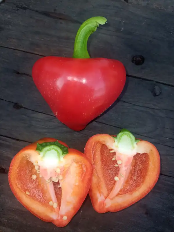 Chili / Paprika: Lesya