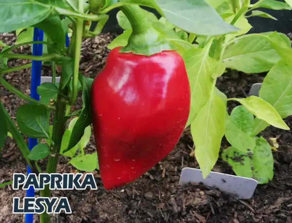 Paprika: Lesya