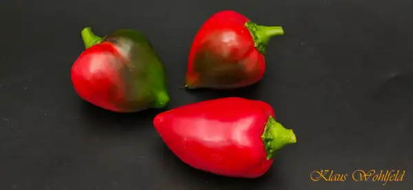 Paprika: Lesya