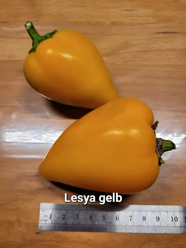 Chili / Paprika: Lesya gelb	Herzpaprika	100cm	gelb