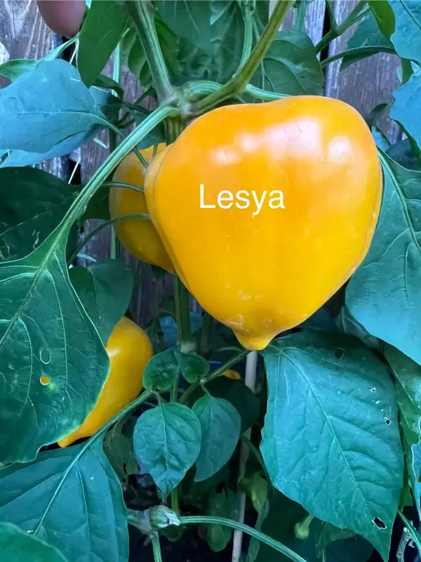 Chili / Paprika: Lesya (orange)