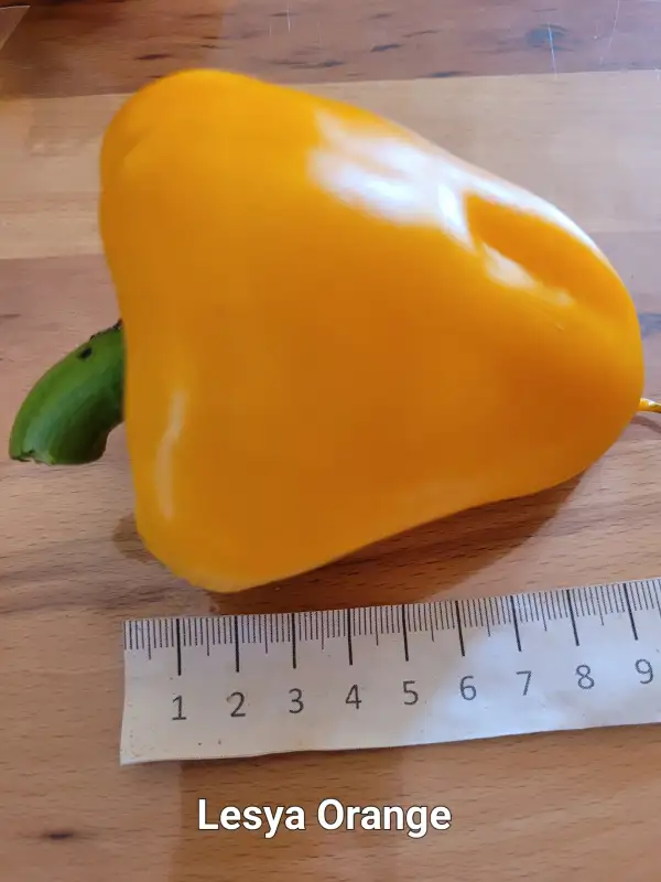 Chili / Paprika: Lesya orange	Herzpaprika	60cm	orange