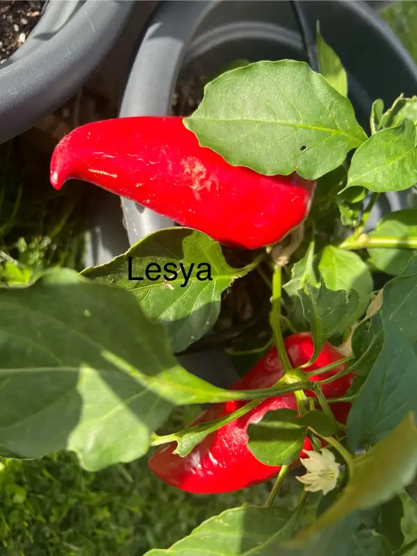 Chili / Paprika: Lesya (rot)