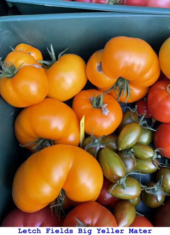 Tomaten: Letch Field Big Yeller Mater