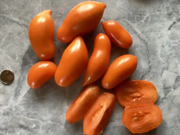 Tomaten: Letneye Iskushenije