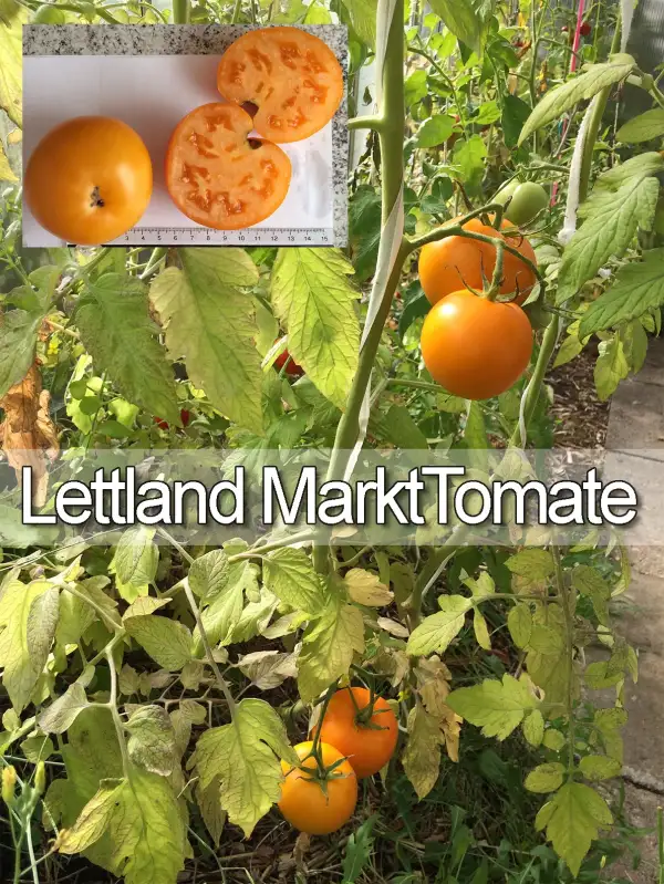 Tomaten: Lettland Markt Tomate