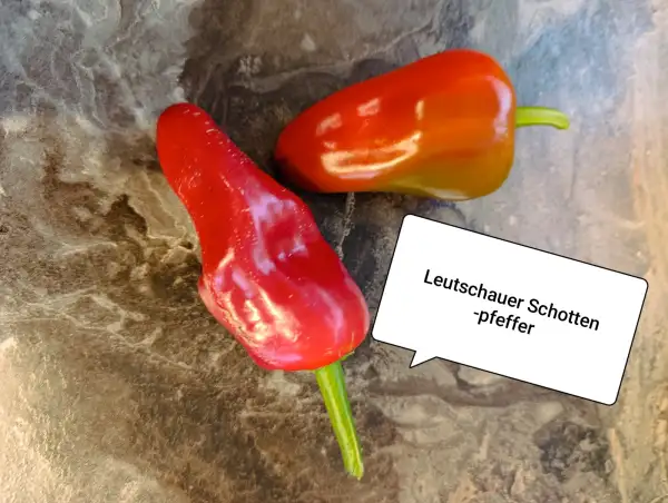 Chili / Paprika: Leutschauer Schotenpfeffer