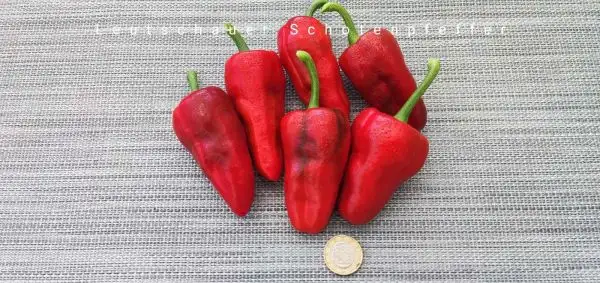 Chili / Paprika: Leutschauer Schotenpfeffer