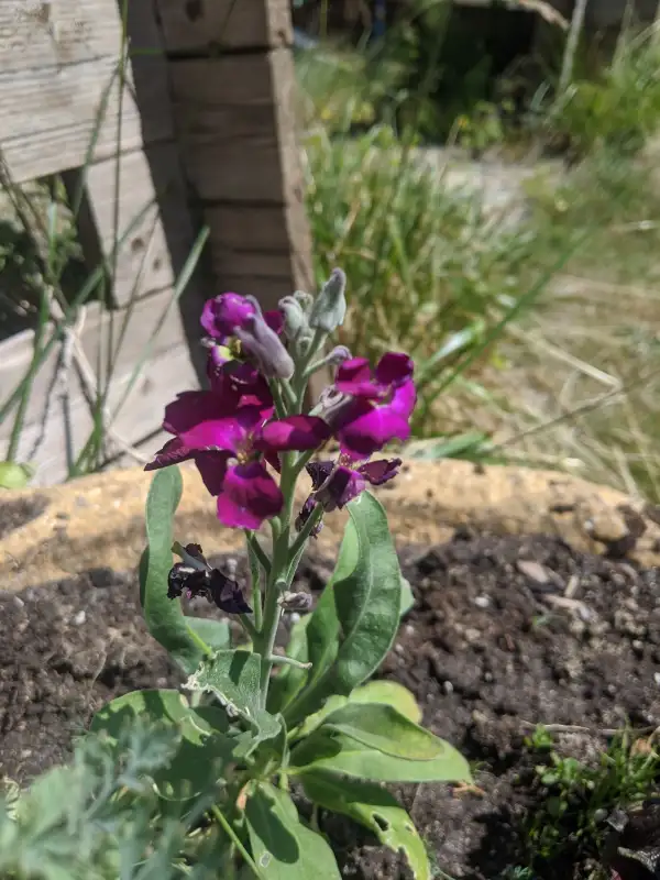 Blumen: Levkojen -Lila Blüten