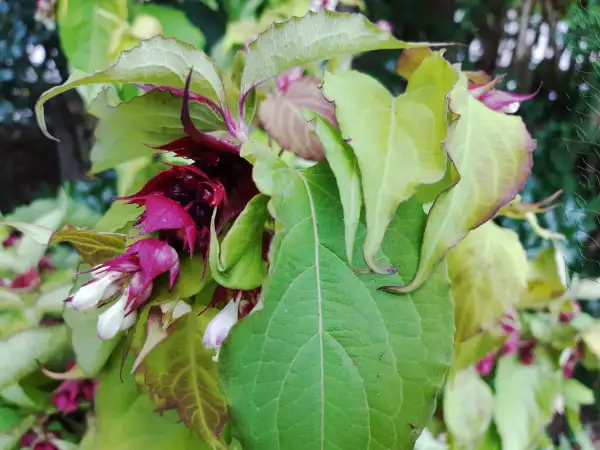 Stauden / Gehölz: Leycesteria formosa