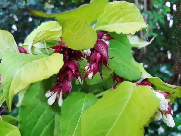 Stauden / Gehölz: Leycesteria formosa 