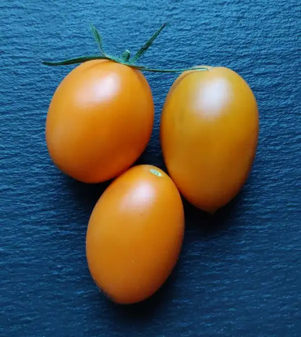 Tomaten: Liana Orange