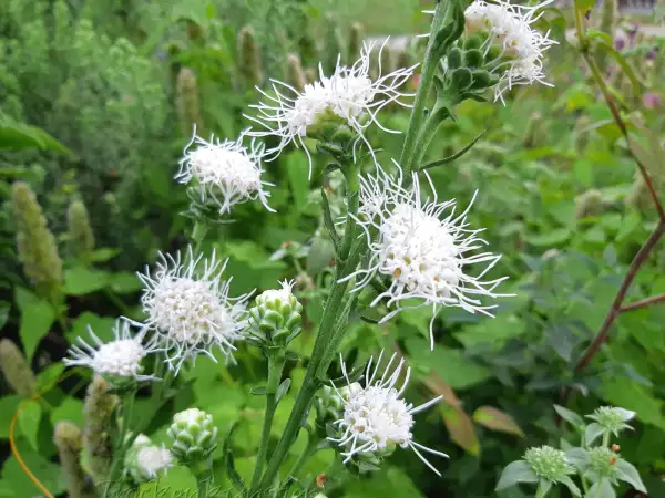 Stauden / Gehölz: Liatris scariosa