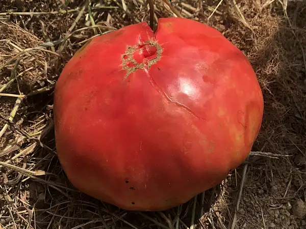 Tomaten: Libanaise des Montagnes