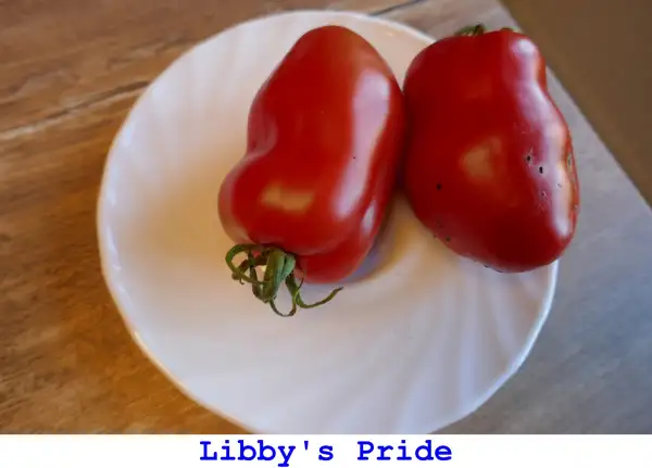 Tomaten: Libby’s Pride