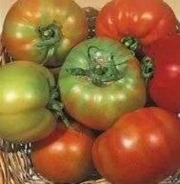 Tomaten: Licatese