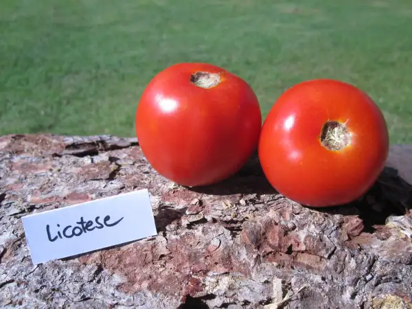 Tomaten: Licatese