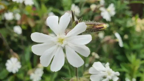 Blumen: Lichtnelke - Weiss