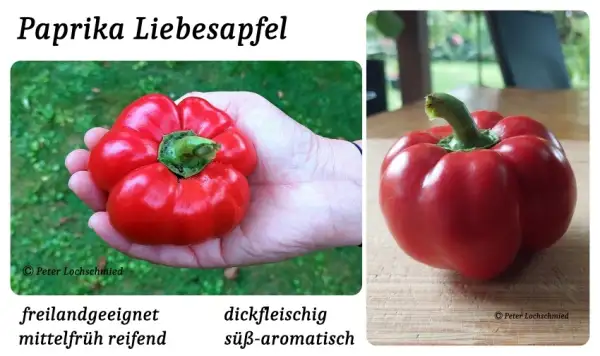 Chili / Paprika: Liebesapfel