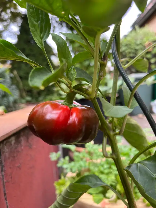 Paprika: Liebesapfel