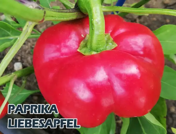 Paprika: Liebesapfel
