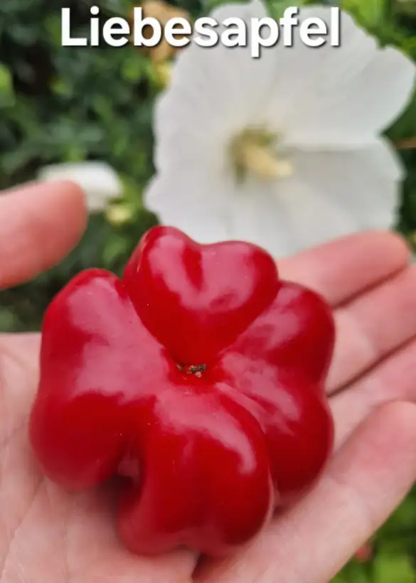 Paprika: Liebesapfel