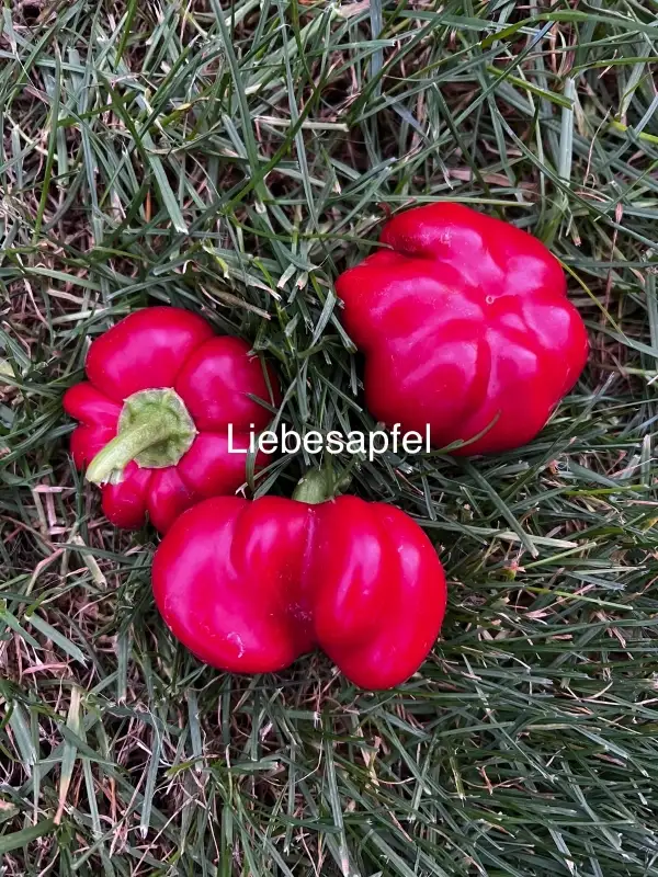 Chili / Paprika: Liebesapfel