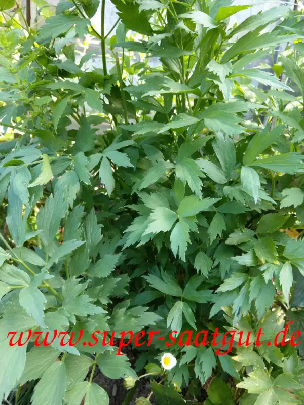 Kräuter: Liebstöckel