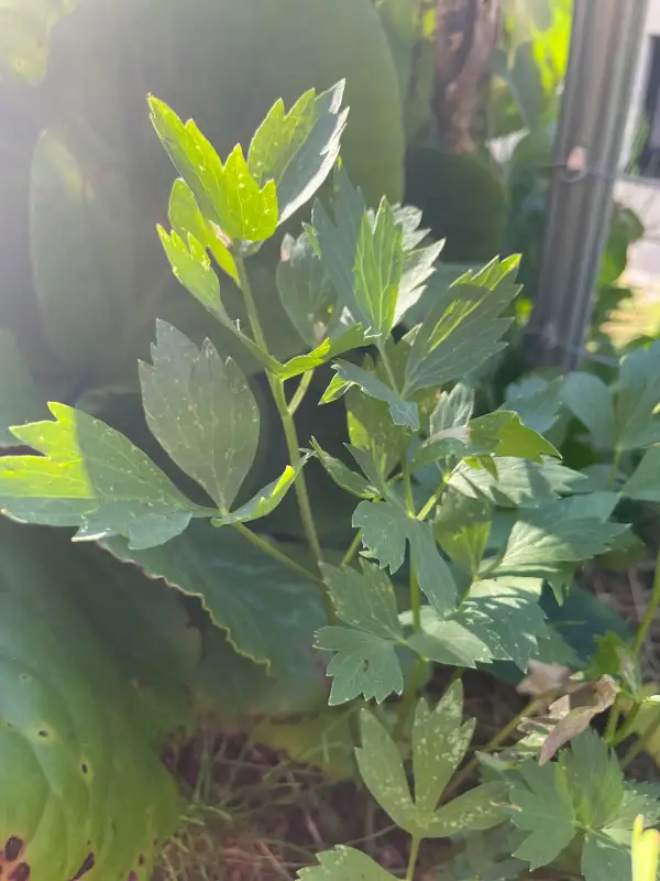 Kräuter: Liebstöckel/Maggie – Kraut