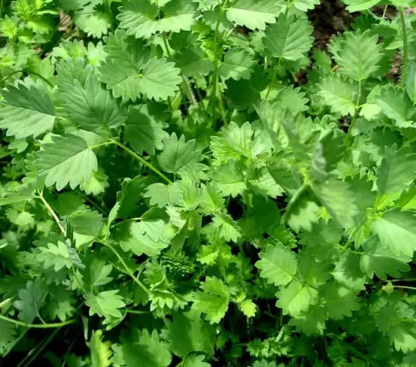 Kräuter: Liebstöckel / Maggikraut (mindestens 50 Stück)