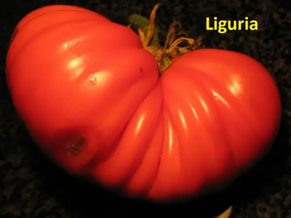 Tomaten: Liguria