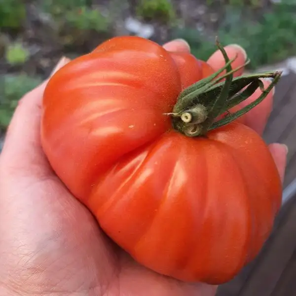 Tomaten: Liguria