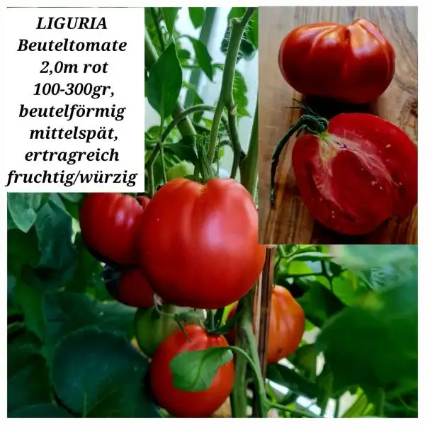 Tomaten: Liguria