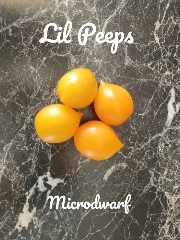 Tomaten: Lil Peep´s