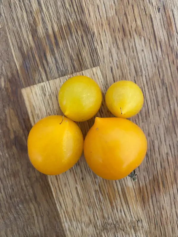 Tomaten: Lil Peeps