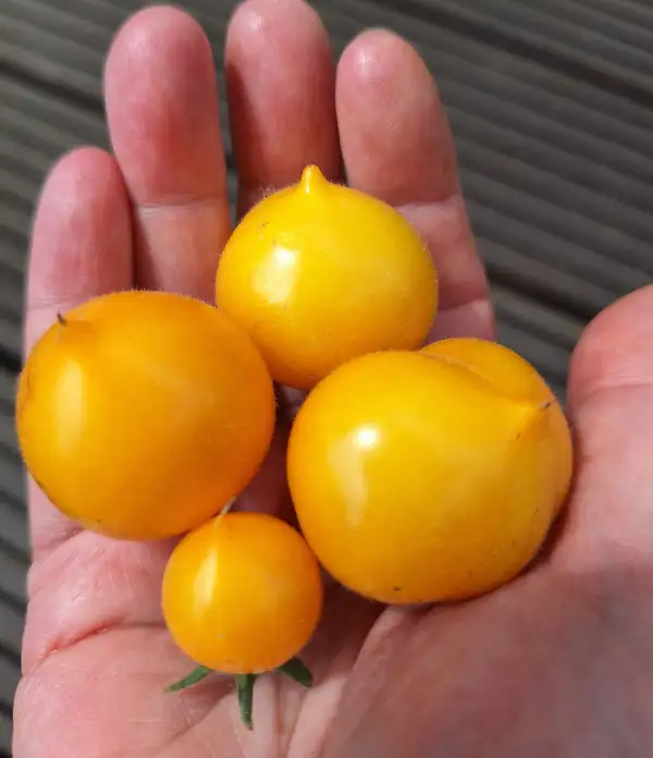 Tomaten: Lil